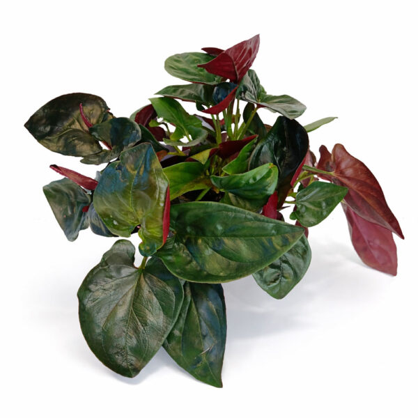 Syngonium-Red-Arrow