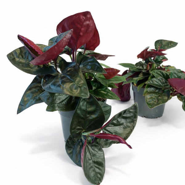 Syngonium-Red-Arrow