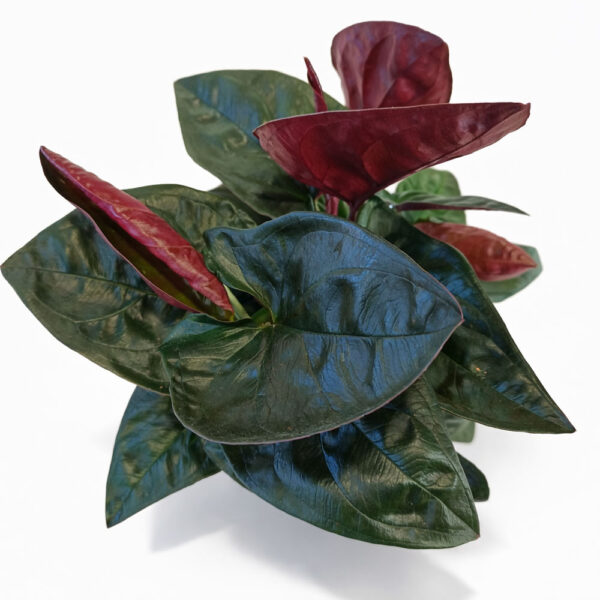 Syngonium-Red-Arrow Syngonium-Red-Arrow