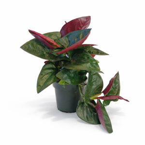 Syngonium-Red-Arrow