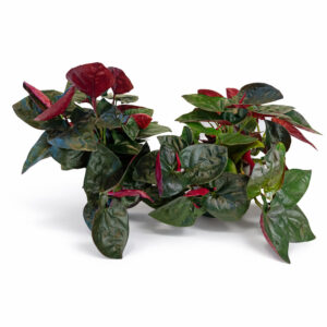 Syngonium-Red-Arrow