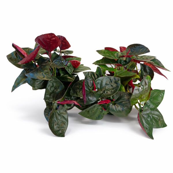 Syngonium-Red-Arrow