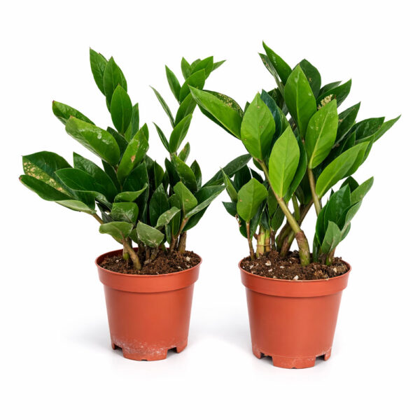 Zamioculcas-Zamiifolia Zamioculcas-Zamiifolia