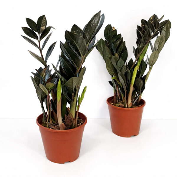 Zamioculcas-zamiifolia-Raven2 Zamioculcas zamiifolia Raven