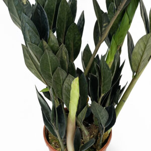 Zamioculcas zamiifolia Raven