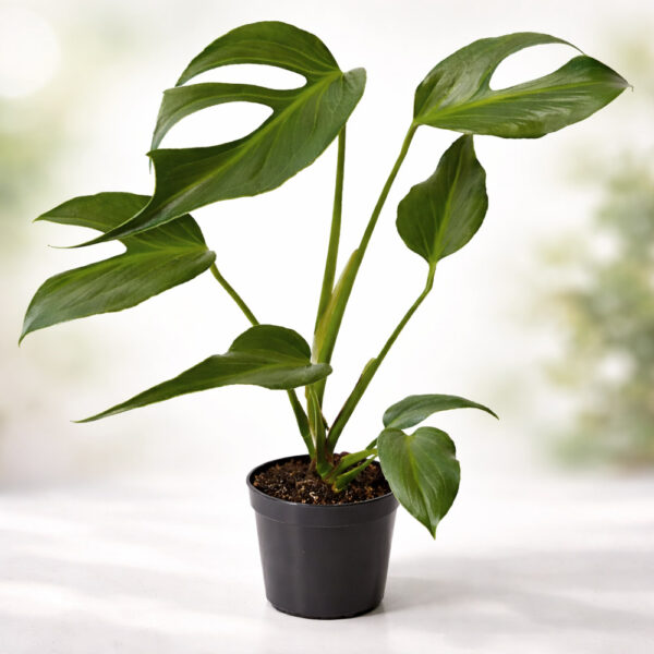 Monstera Burle Marx Flame