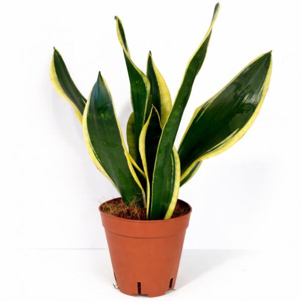 sansevieria black gold sansevieria black gold