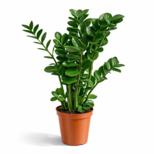 Zamioculcas Midori