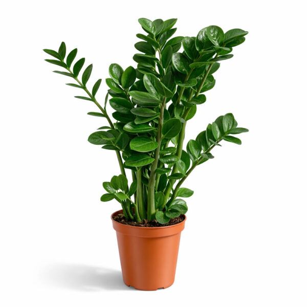 Zamioculcas Midori Zamioculcas Midori
