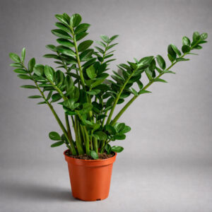 Zamioculcas Midori