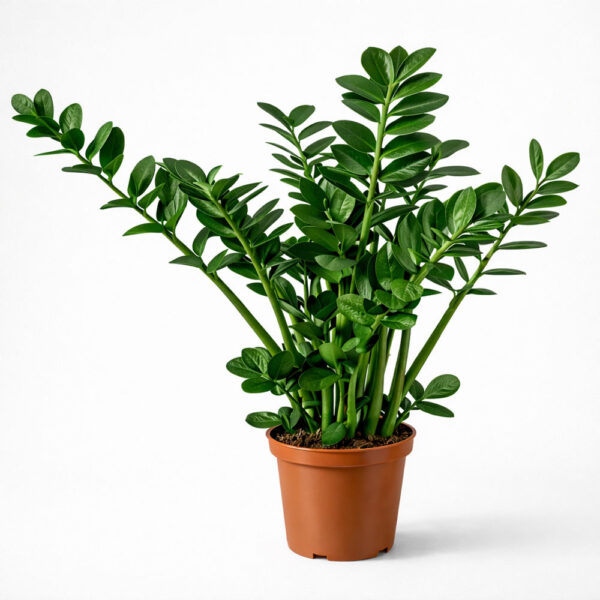 Zamioculcas Midori