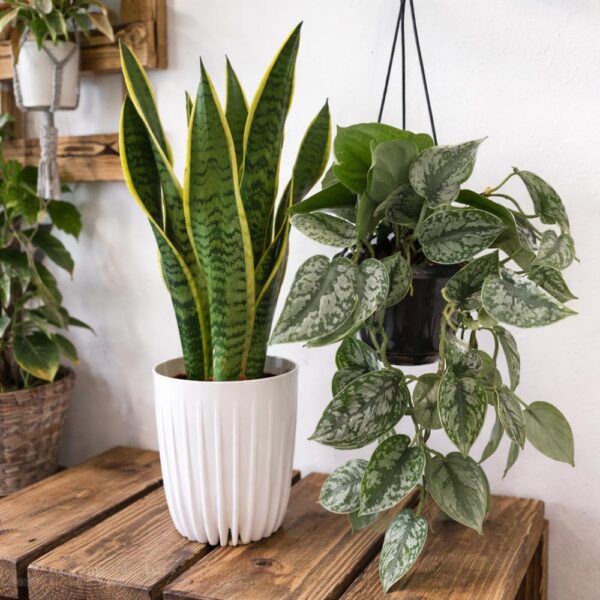 Zestaw Sansevieria + Scindapsus Zestaw Sansevieria + Scindapsus