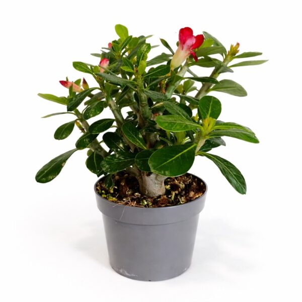 Adenium obesum – Róża Pustyni