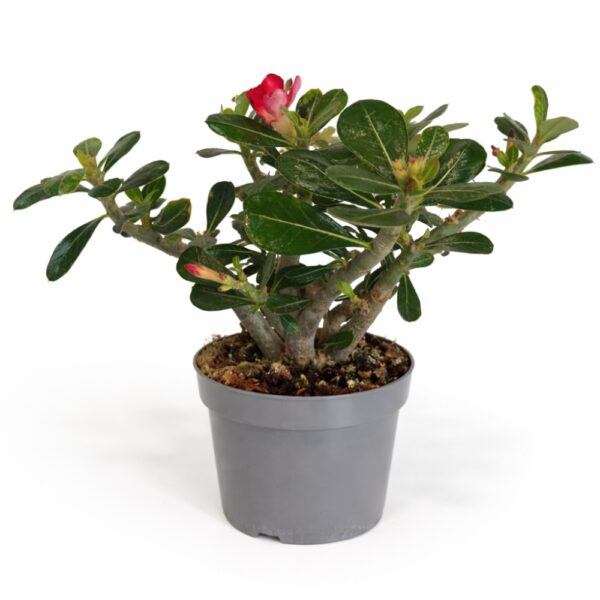 Adenium obesum – Róża Pustyni Adenium obesum – Róża Pustyni