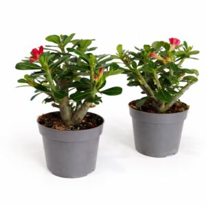Adenium obesum – Róża Pustyni