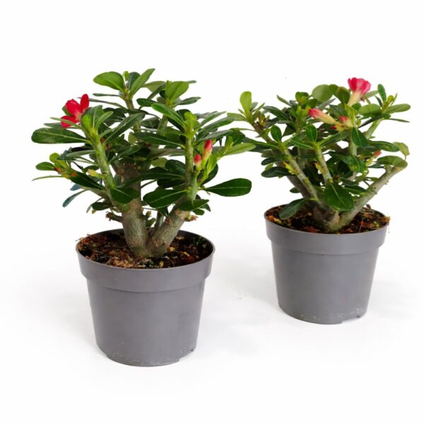 Adenium obesum – Róża Pustyni