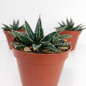 Agave victoriae-reginae