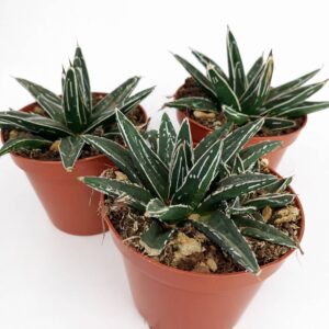 Agave victoriae-reginae