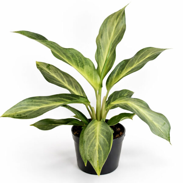 Aglaonema-Aqua-Green Aglaonema-Aqua-Green