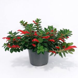 Columnea-Hirta