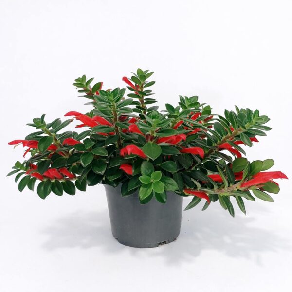 Columnea-Hirta