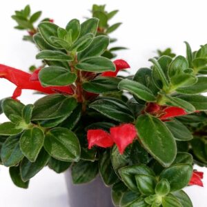 Columnea-Hirta