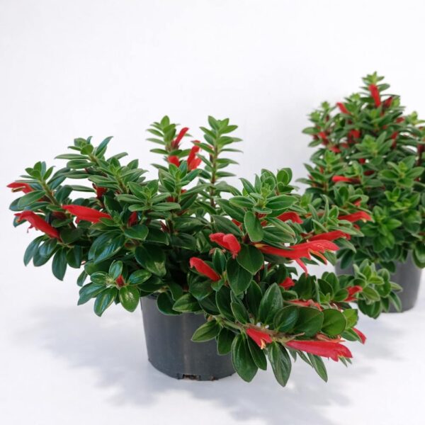 Columnea-Hirta