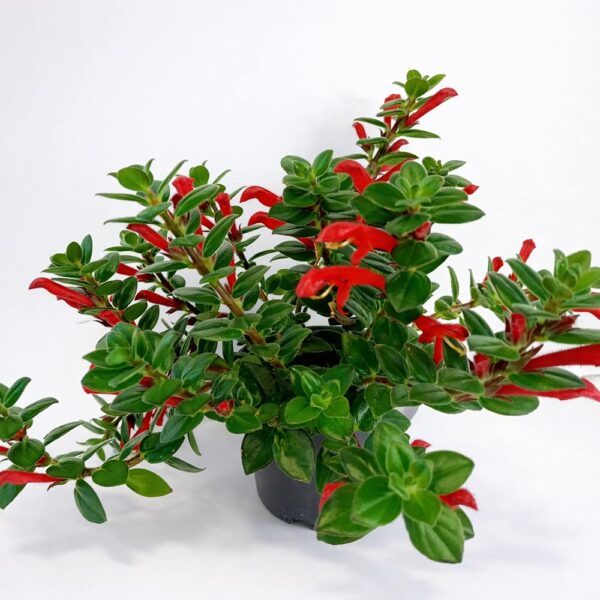 Columnea-Hirta Columnea-Hirta