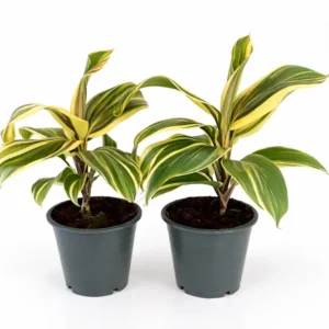 Cordyline chocolate queen