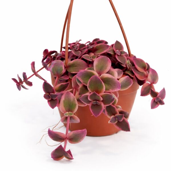 Crassula Marginalis Rubra Crassula Marginalis Rubra