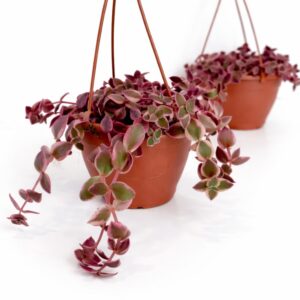 Crassula Marginalis Rubra