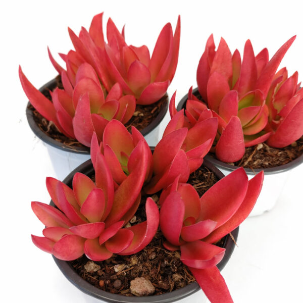 Crassula capitella Campfire