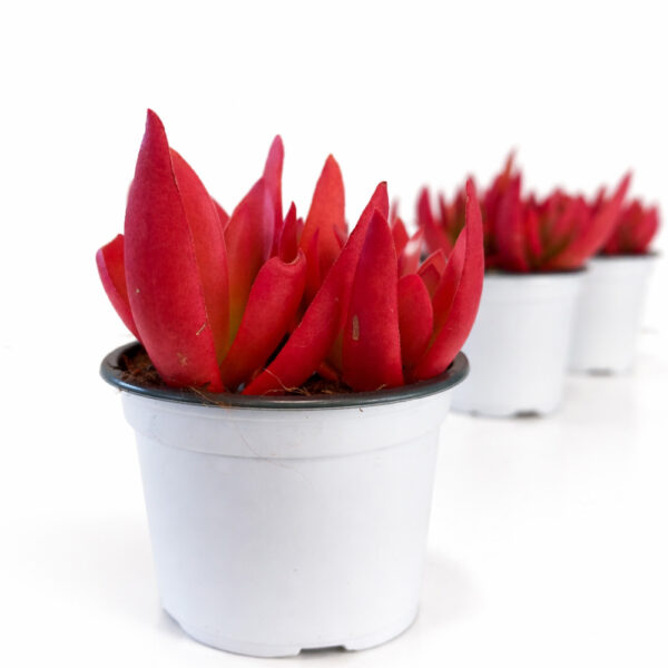 Crassula capitella Campfire Crassula capitella Campfire