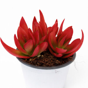 Crassula capitella Campfire