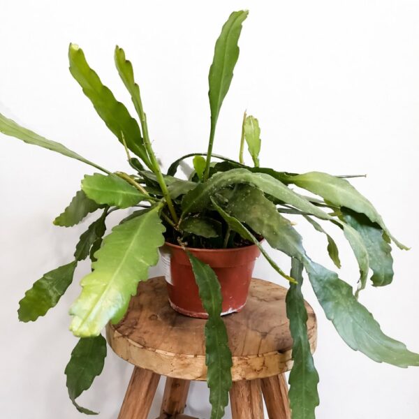 Epiphyllum Fruhlingsgold Epiphyllum Fruhlingsgold