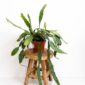 Epiphyllum Fruhlingsgold