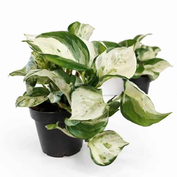 Epipremnum-Manjula-pothos Epipremnum-Manjula-pothos