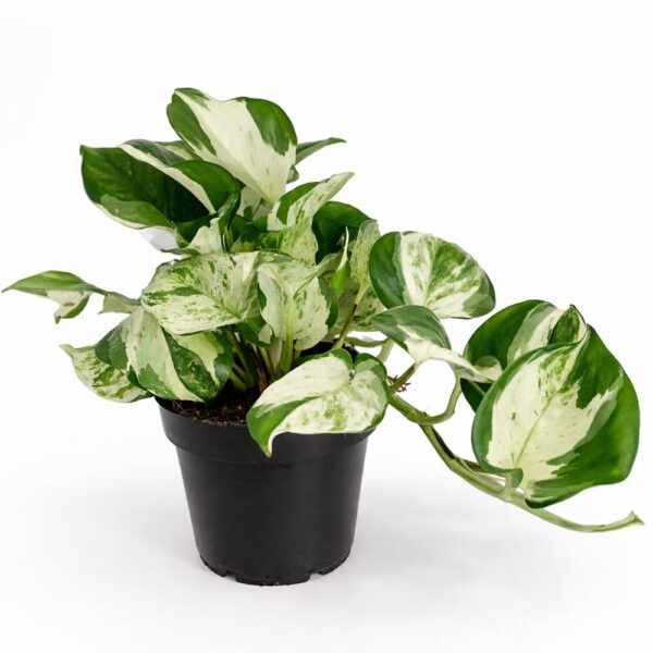 Epipremnum-Manjula-pothos