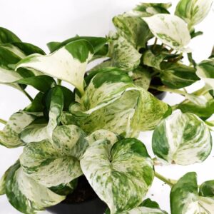 Epipremnum-Manjula-pothos