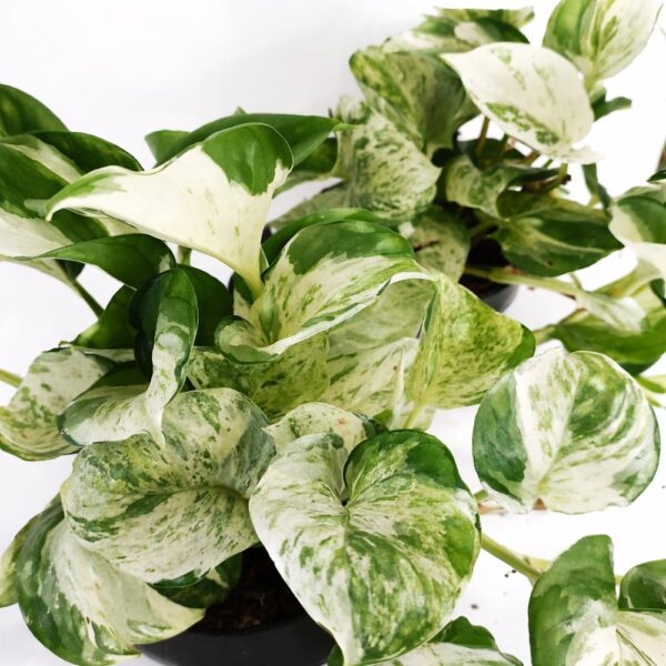 Epipremnum-Manjula-pothos
