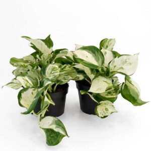 Epipremnum-Manjula-pothos