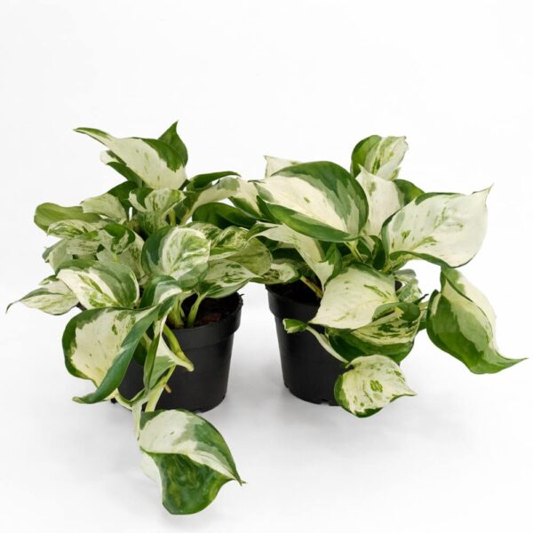 Epipremnum-Manjula-pothos