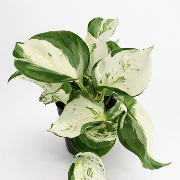 Epipremnum-Manjula-pothos