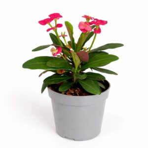 Euphorbia Milii Vulcanus