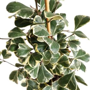Ficus Triangularis Sweetheart