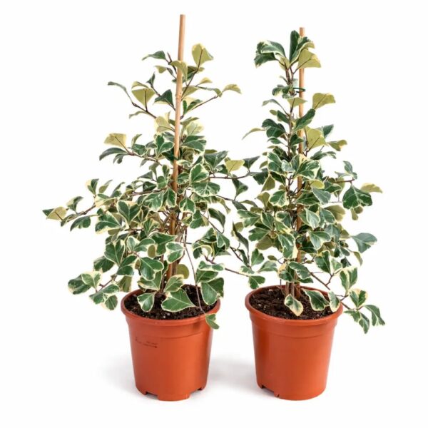 Ficus-Triangularis-Sweetheart Ficus-Triangularis-Sweetheart