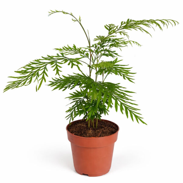 Grevillea-Robusta