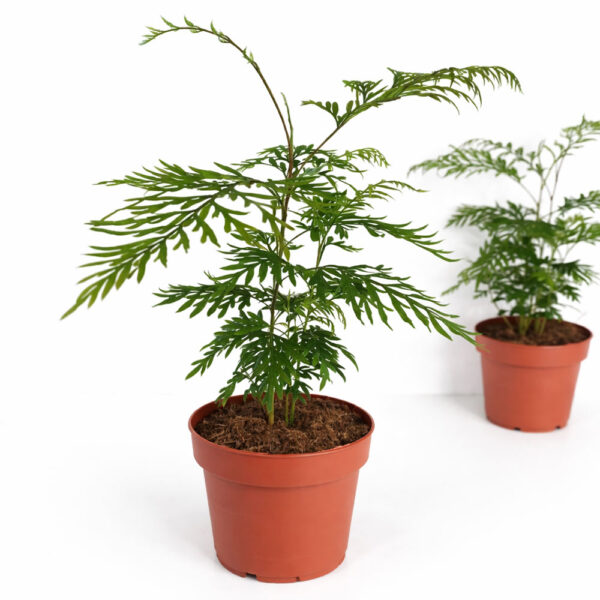 Grevillea-Robusta Grevillea-Robusta