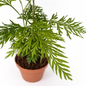 Grevillea-Robusta