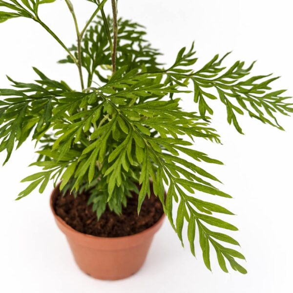 Grevillea-Robusta